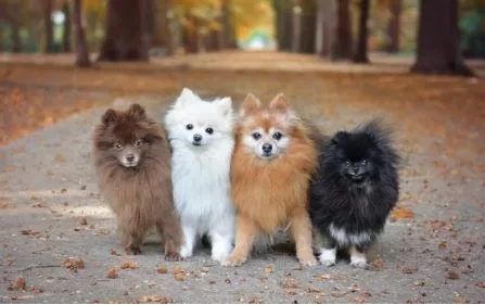 Pomeranian Puppies for Sale: A Complete Guide for New Owners