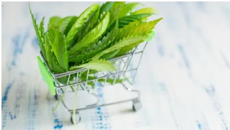 Cannabis Shopping Near Lyons, Colorado: What Residents Should Know