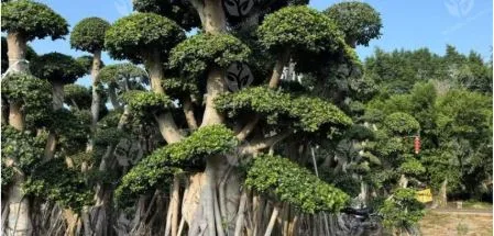 Why a Ficus Bonsai Tree Makes a Great Choice for Indoor Spaces