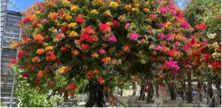 Multicolor Bougainvillea Care: How to Keep Its Colors Vibrant