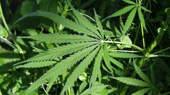 Where to Find Fresh, Lab-Tested Cannabis in Denver, Colorado