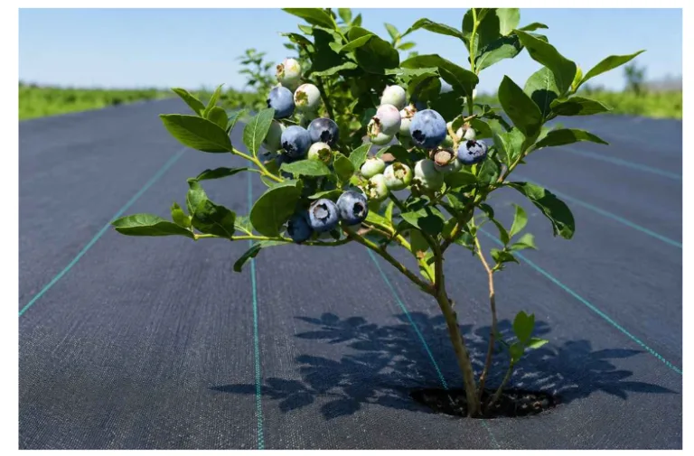 How Weed Barrier Fabric Helps Improve Weed Management in Landscaping and Horticulture?