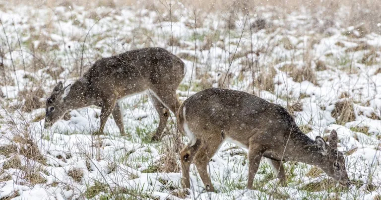 Deer Management Strategies: Essential Guide for Finding a Reliable Deer Repellent Service Near Me
