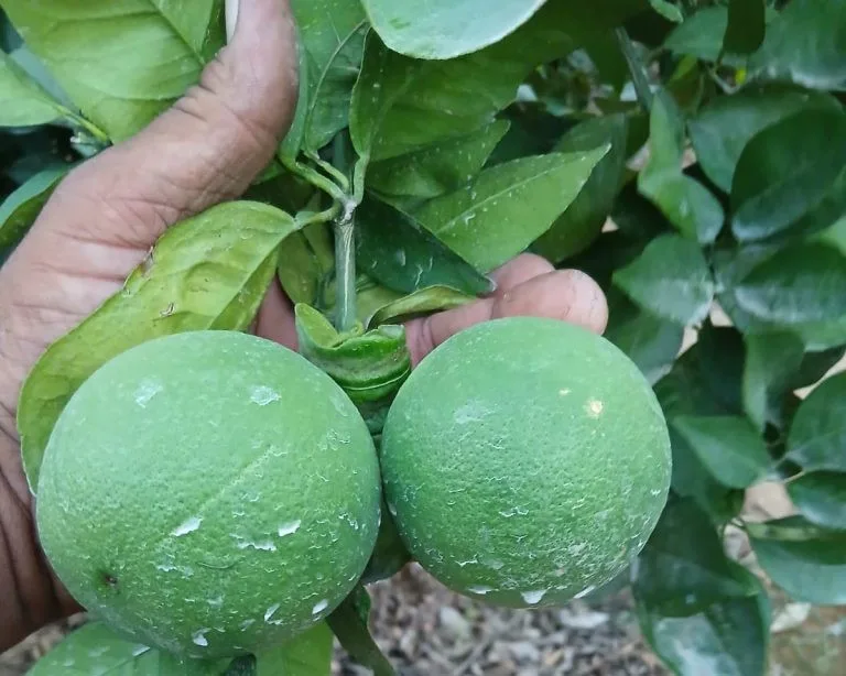 Egypt to India: What Fruit Importers Should Know Before Signing an Egyptian Supplier
