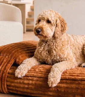 The Modern Dog Bed Is Now Part of the Living Room
