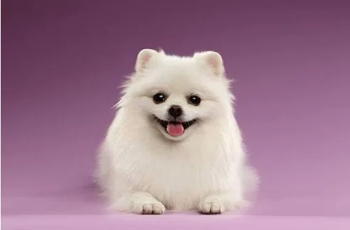 Teacup Pomeranian for Sale: What to Know Before Choosing Your Puppy